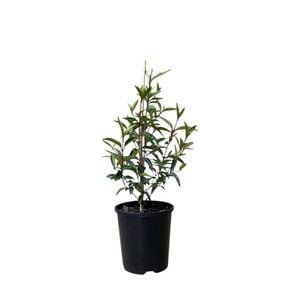 140mm Correa Chefs Cap - Correa baeuerlenii