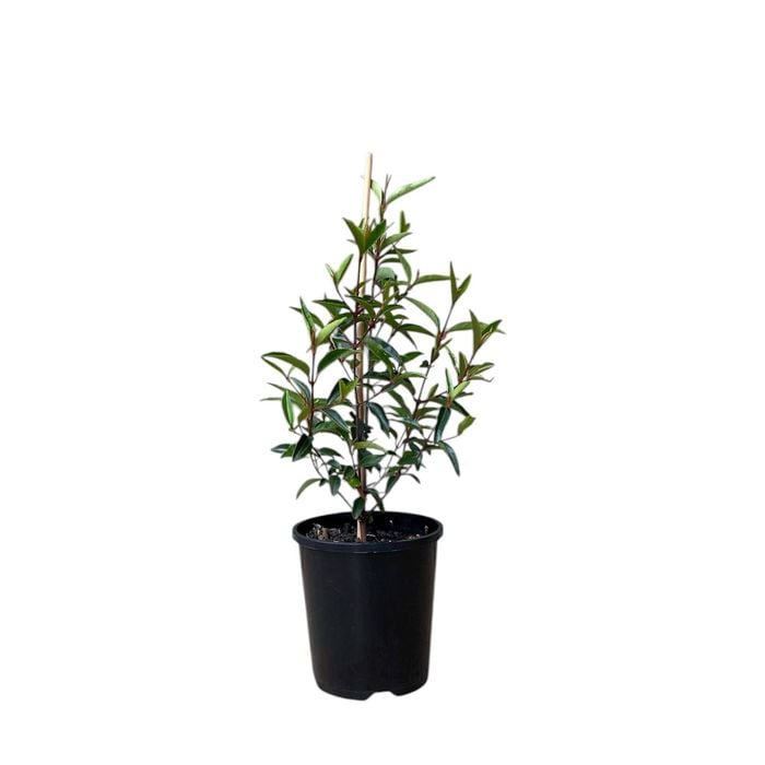 140mm Correa Chefs Cap - Correa baeuerlenii