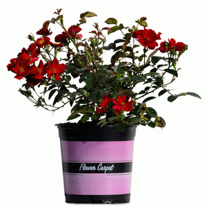 170mm Red Rose - Rosaceae