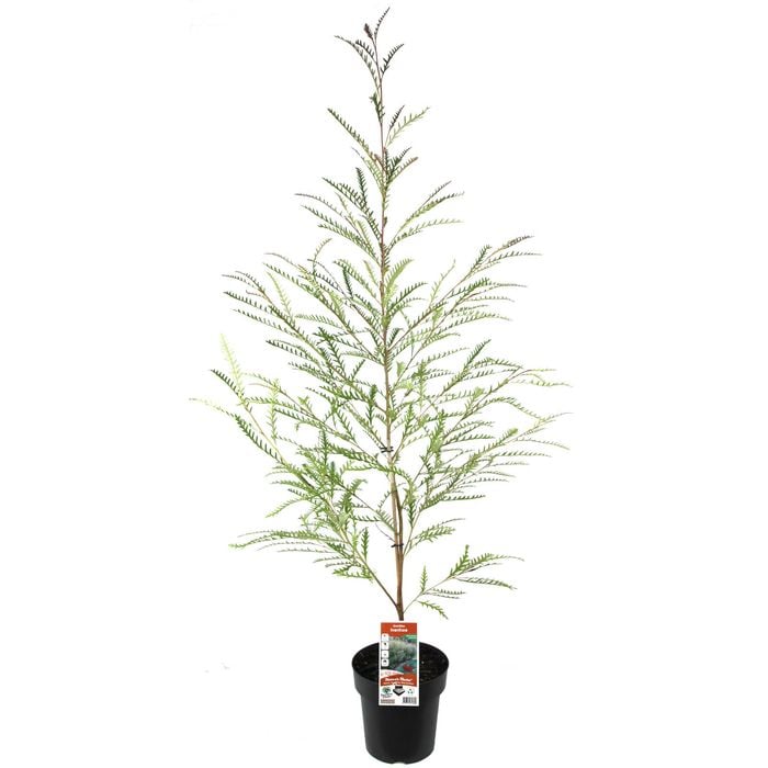 200mm Grevillea Ivanhoe - Grevillea longifolia Caleyi
