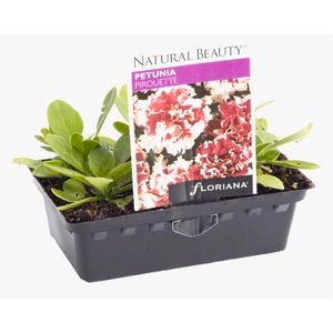 Petunia Pirouette Punnet - Petunia x hybrida