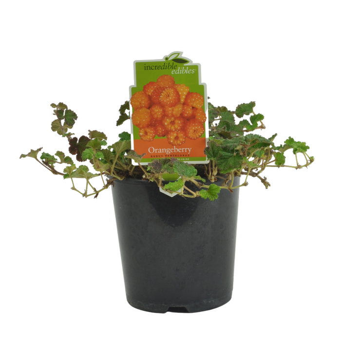 1.9L Orangeberry - Rubus pentalobus - Incredible edibles®