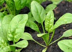 Spinach seedlings growing the soil