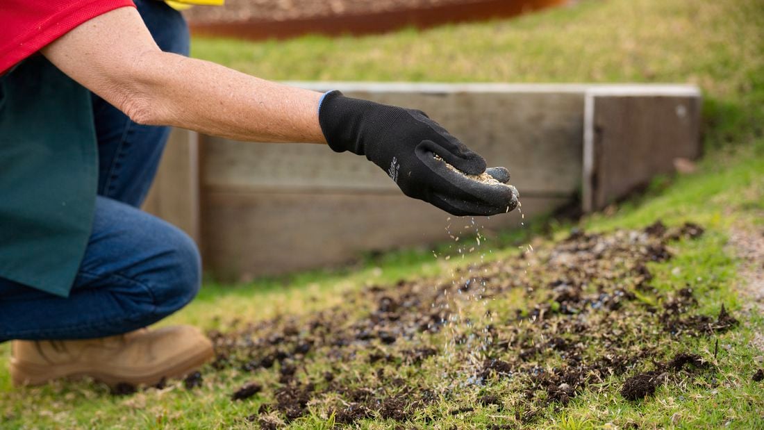 Hand spreading blue and yellow pellets onto grass.