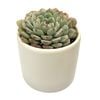 60mm Succulent In Designer Pot