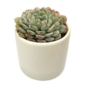 60mm Succulent In Designer Pot