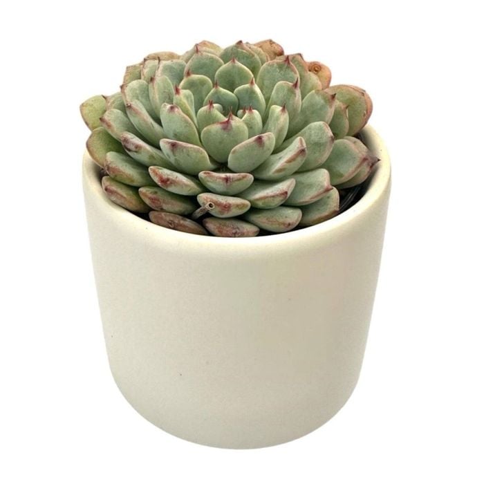 60mm Succulent In Designer Pot