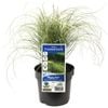 140mm Carex Frosted Curls - Carex albula
