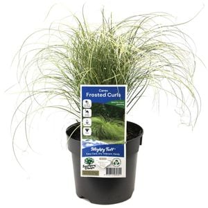 140mm Carex Frosted Curls - Carex albula