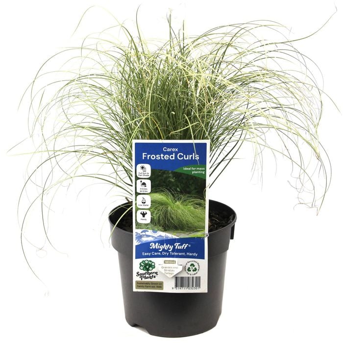140mm Carex Frosted Curls - Carex albula