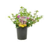 1.5L Surfinia Summer Double Pink - Petunia hybrida