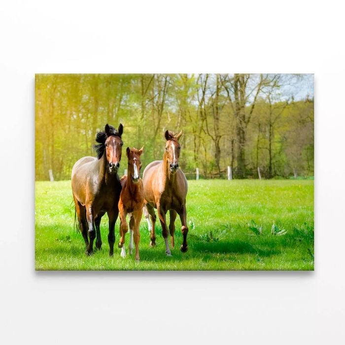 Horses Frolic In a Paddock  Print 100% Australian Made 150 x 100cm  (Stretched)