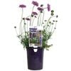 140mm Powder Puff Rose - Scabiosa 