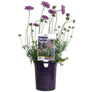 140mm Powder Puff Rose - Scabiosa 