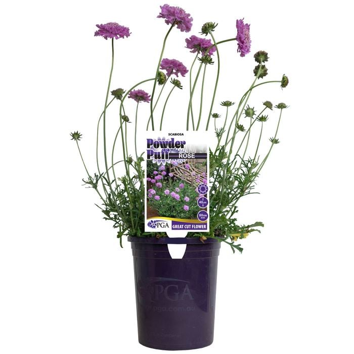 140mm Powder Puff Rose - Scabiosa 