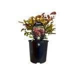 1.9L Nandina Blush - Nandina Blush domestica 'AKA'