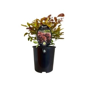 1.9L Nandina Blush - Nandina Blush domestica 'AKA'