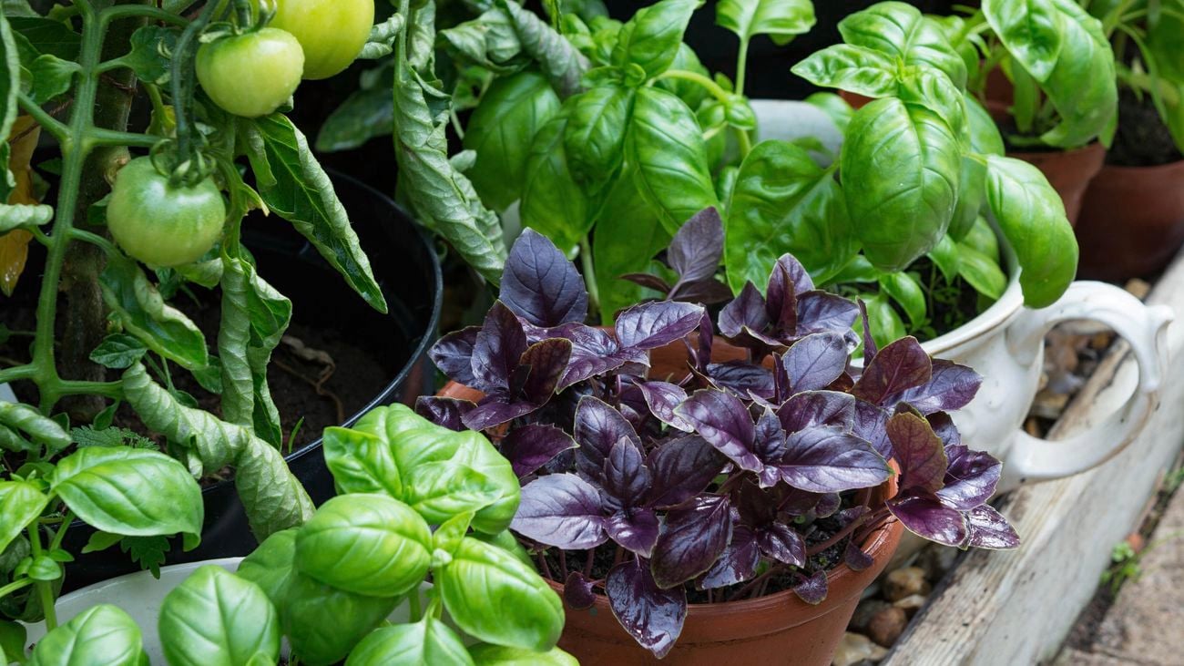 Sweet, Purple and lemon basil growing in pots alongside greenhouse tomatoes.