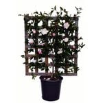250mm Camellia Paradise Blush - Camellia sasanqua Paradise Blush
