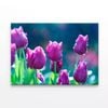 Lady Tulip Flowers Blooming  Print 100% Australian Made 90 x 60cm  (Stretched)