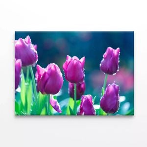 Lady Tulip Flowers Blooming  Print 100% Australian Made 90 x 60cm  (Stretched)