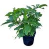 4L Five Finger Tree - Pseudopanax Laetus
