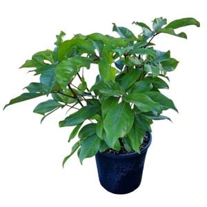 4L Five Finger Tree - Pseudopanax Laetus