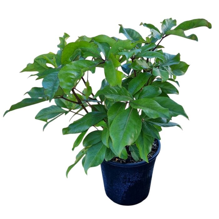 4L Five Finger Tree - Pseudopanax Laetus