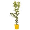 200mm Lemon Eureka - Citrus limon