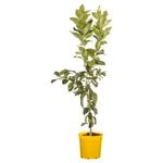 200mm Lemon Eureka - Citrus limon