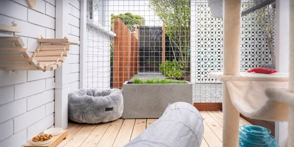 Crafting the ultimate cat run: Design, safety, and enrichment tips for a feline paradise