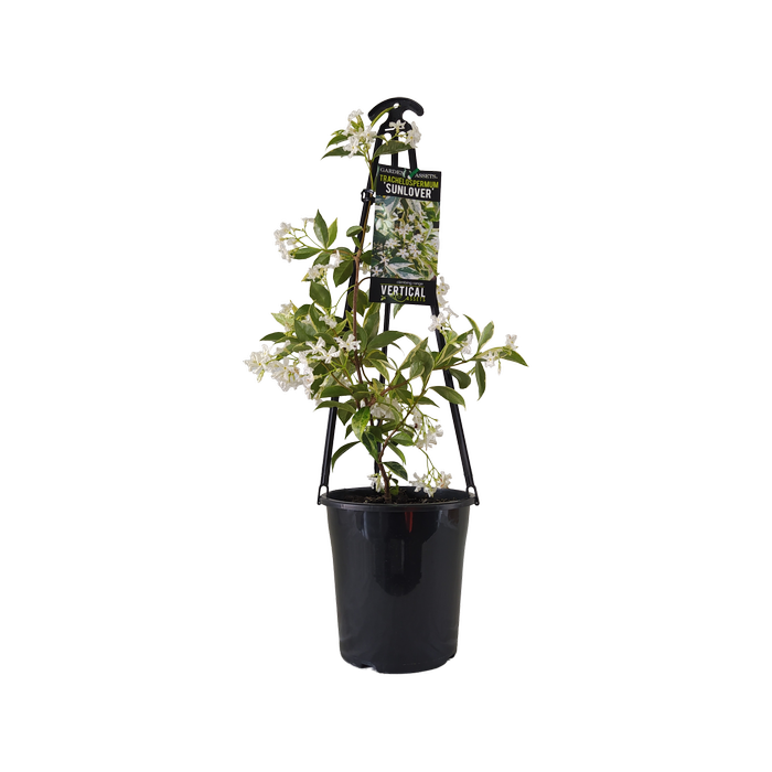 180mm Jasmine Sun Lover - Trachelospermum jasminoides 