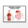 Internal Human Digestive System Illustration  Print 100% Australian Made 90x60cm  (Poster)