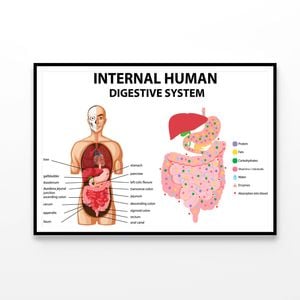 Internal Human Digestive System Illustration  Print 100% Australian Made 90x60cm  (Poster)