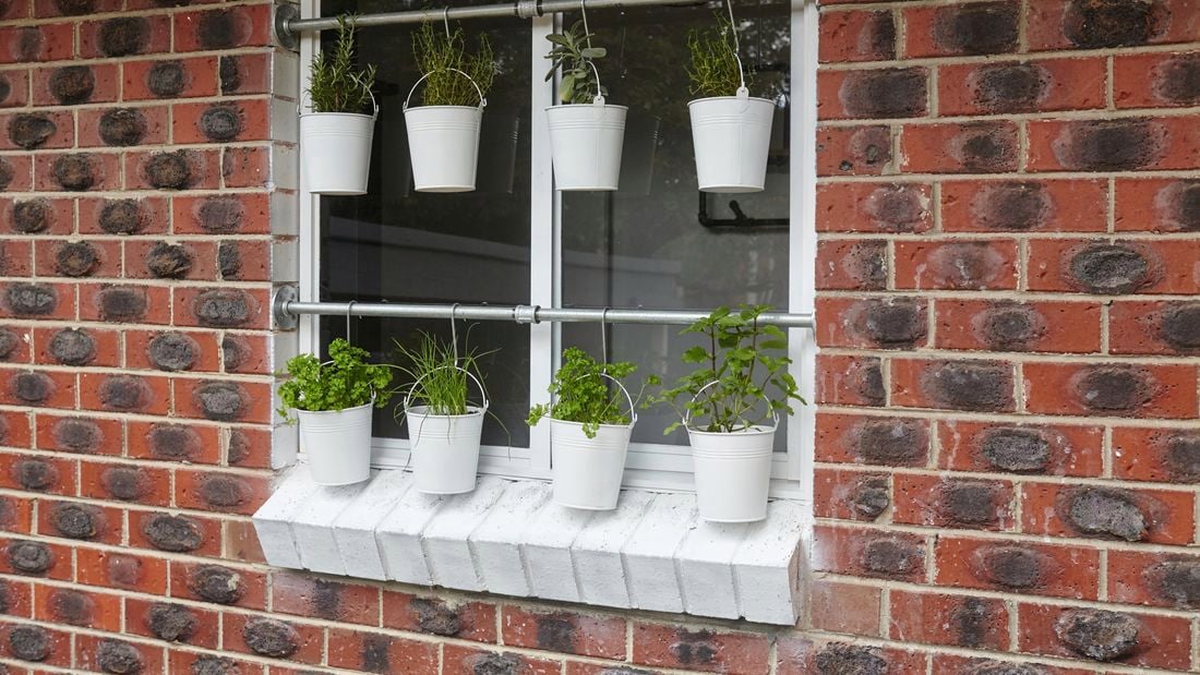 Plants in small white buckets hanging from two lengths of galvanised pipe across a window