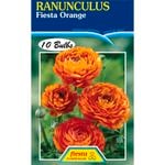 Orange Ranunculus Bulb - 10 Pack