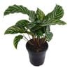 180mm Freddy - Calathea concinna