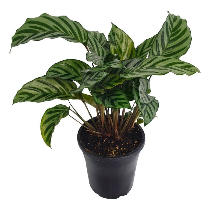 180mm Freddy - Calathea concinna