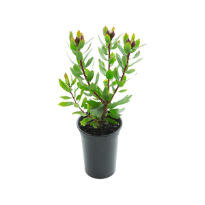 140mm Carnival Red - Leucospermum Glabrum x Tottum