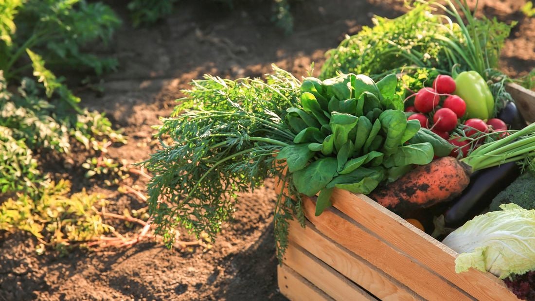 Tips to save money at home: A close up of fresh homegrown leafy vegetables in a wooden box sitting on dirt