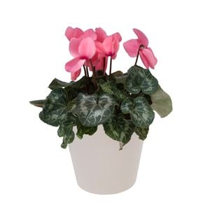 150mm Cyclamen in Ceramic - Cyclamen persicum