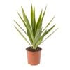 190mm Yucca Elephantipes