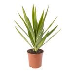 190mm Yucca Elephantipes