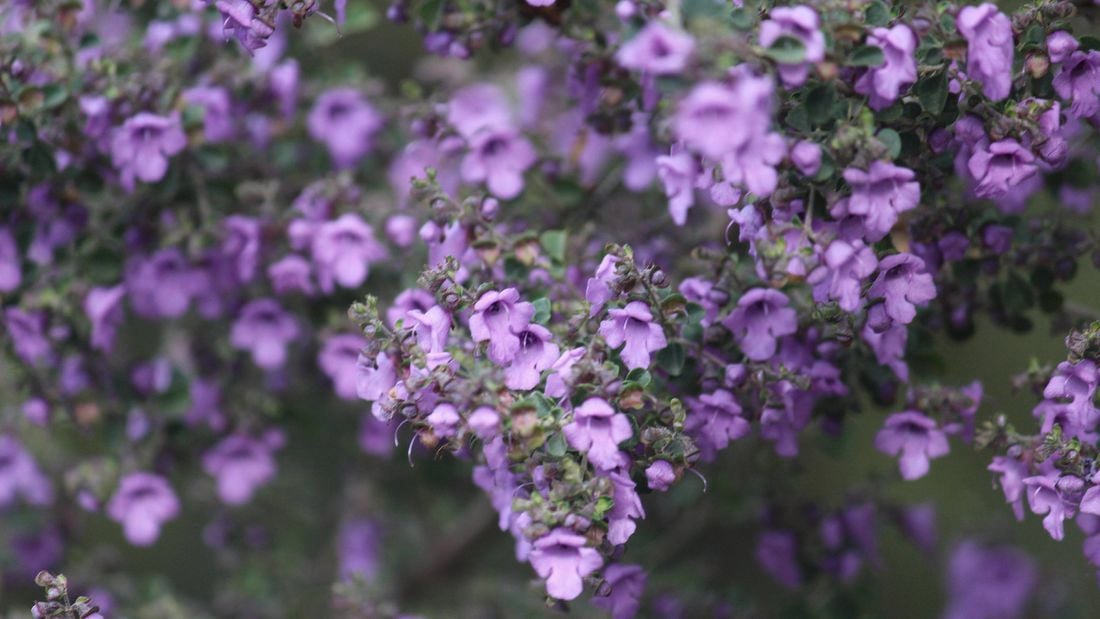 Australian native oregano with a mass of purple flowers