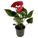 150mm Anthuriums Cuore - Anthurium andreanum