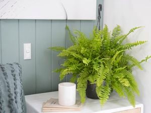 Fern in a hanging basket sitting on a bedside table