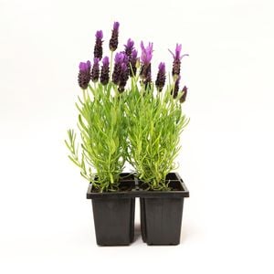 4 Pack Lavender - Floweressence Range