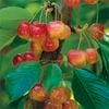 Bagged Trixzie White Miniture Cherry- Prunus Trixzie White Cherree