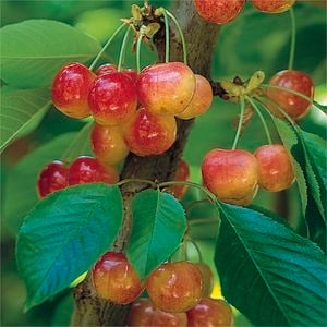 Bagged Trixzie White Miniture Cherry- Prunus Trixzie White Cherree