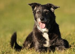 An older border collie dog looking happy resting on some grass outdoors